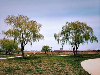 Scenic view of grassy field against sky