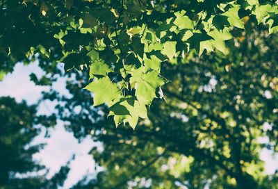 Low angle view of leaves on tree against sky