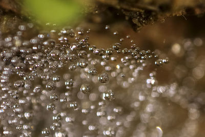 Close-up of wet bubbles in rain