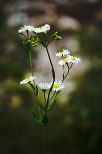 Close-up of white flowers