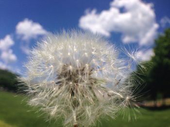 Close-up of dandelion flower