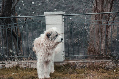 Dog and blizzard