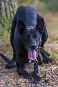 Close-up portrait of black dog on field