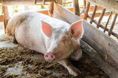 High angle view of pigs in shed