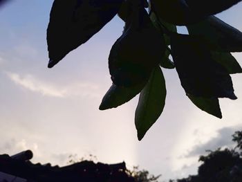 Low angle view of a plant against sky