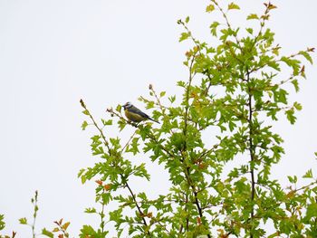 Low angle view of bird on plant against sky