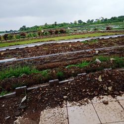Scenic view of agricultural field against sky