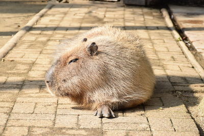 Capybara enjoying sunshine