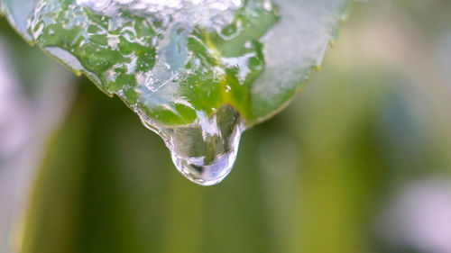 Close-up of drop falling from aloe 