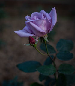 Close-up of pink rose