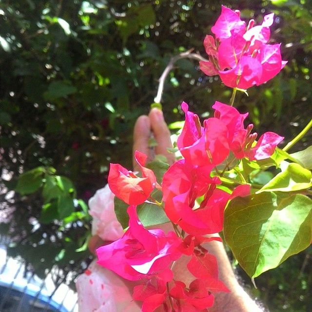 flower, petal, freshness, pink color, fragility, flower head, growth, beauty in nature, blooming, nature, close-up, focus on foreground, plant, leaf, rose - flower, in bloom, pink, park - man made space, blossom, day