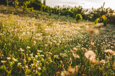 Plants growing on field