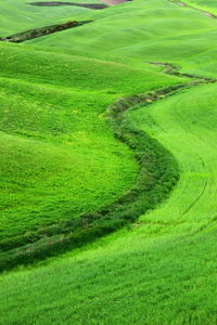 High angle view of grassy field