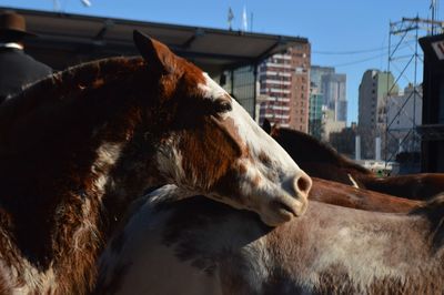 Close-up of a horse