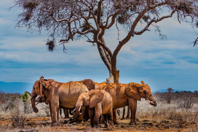 View of elephants under a tree  on field against sky
