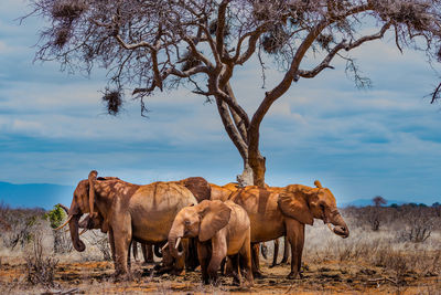 View of horse on field against sky