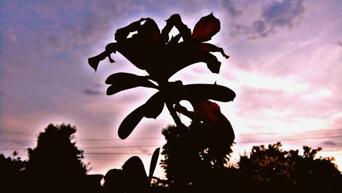 Low angle view of silhouette flower tree against sky