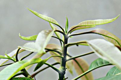 Close-up of plant