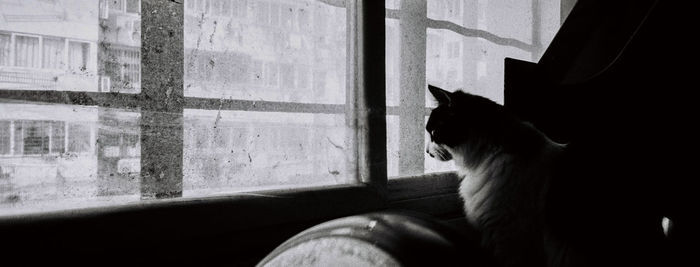 Cat looking through window at home