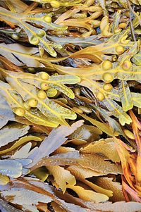 Close-up of leaves