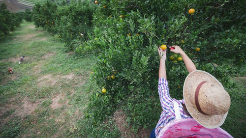 High angle view of farmer harvesting fruits on tree