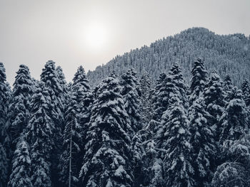 Pine trees in forest against sky during winter