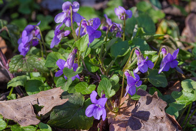 Close-up of purple flowering plants