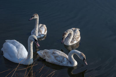 White swans group on the lake swim well under the bright sun