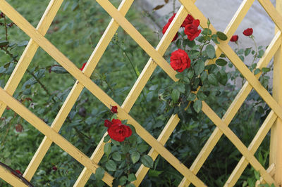 High angle view of red flowering plants hanging on fence