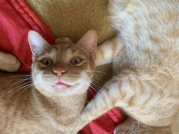 Close-up portrait of a cat at home