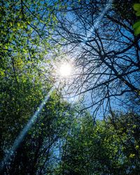 Low angle view of sunlight streaming through trees in forest