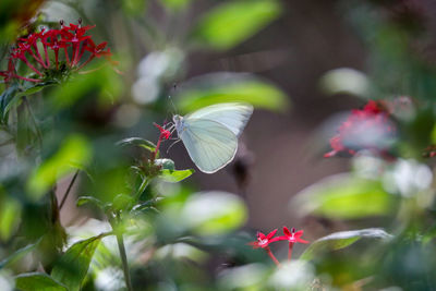 Great southern white butterfly ascia monuste perches on a flower in a garden in naples, florida