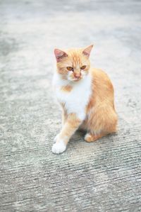 Portrait of cat sitting on floor