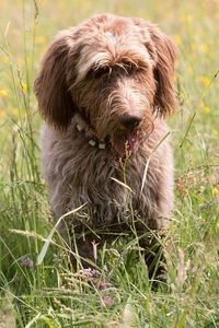 Portrait of dog sitting on field