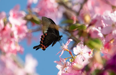 Close-up of butterfly pollinating on pink flower