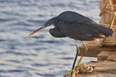 Side view of bird perching on a sea