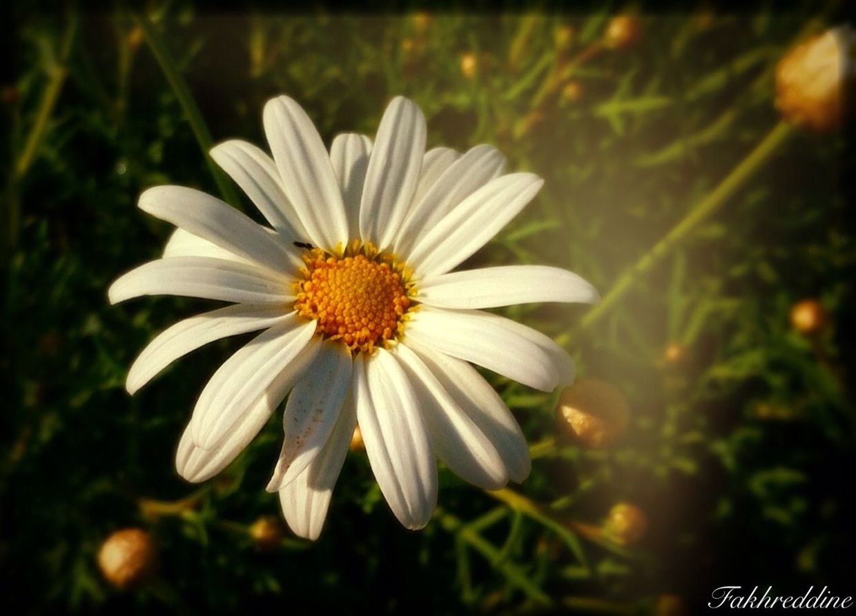flower, petal, freshness, flower head, fragility, growth, pollen, beauty in nature, daisy, focus on foreground, blooming, close-up, white color, nature, single flower, plant, in bloom, outdoors, selective focus, day