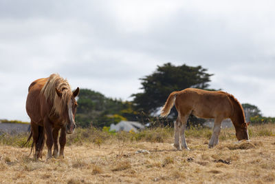 The postier breton was originally a post horse used both for teaming and for work in the fields.