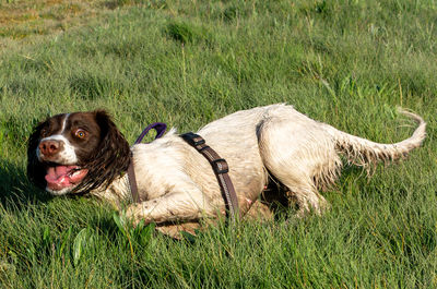 Dogs on grassy field