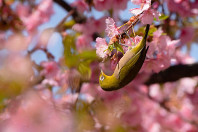 Close-up of cherry blossom on tree