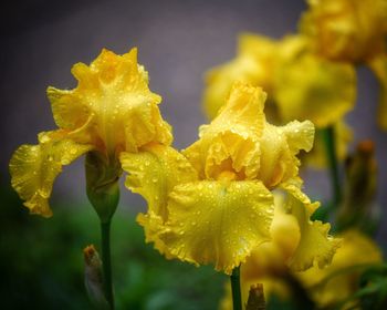 Close-up of yellow flowering plant