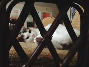 Cat resting on sofa seen through arm rest
