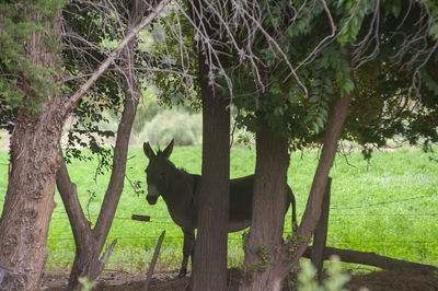 View of a donkey behind trees