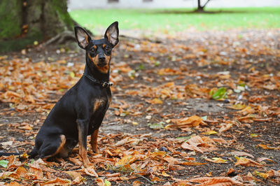 Portrait of dog on field during autumn