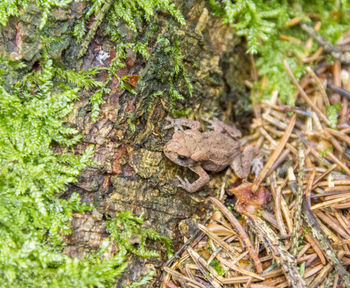 High angle view of frog on land