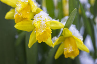 Close-up of yellow flower