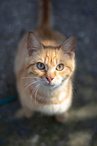 Portrait of cat
