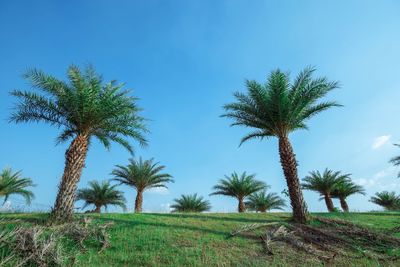 Palm trees on field against sky