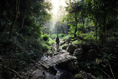 Rear view of mature man amidst trees in forest