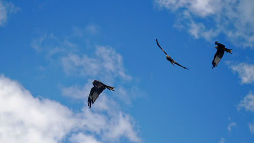 Low angle view of birds flying